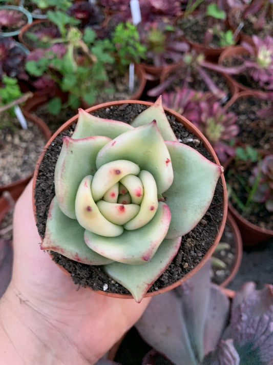 Echeveria Agavoides Variegada