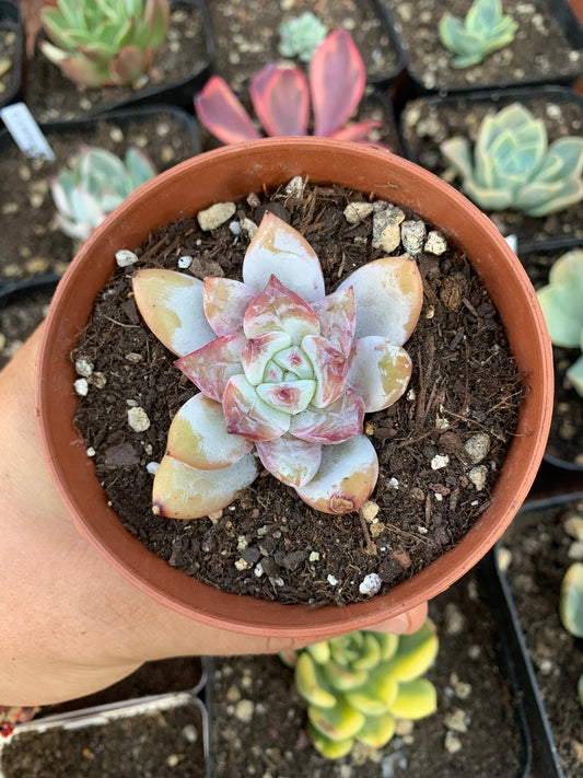 Echeveria "Black Rose"