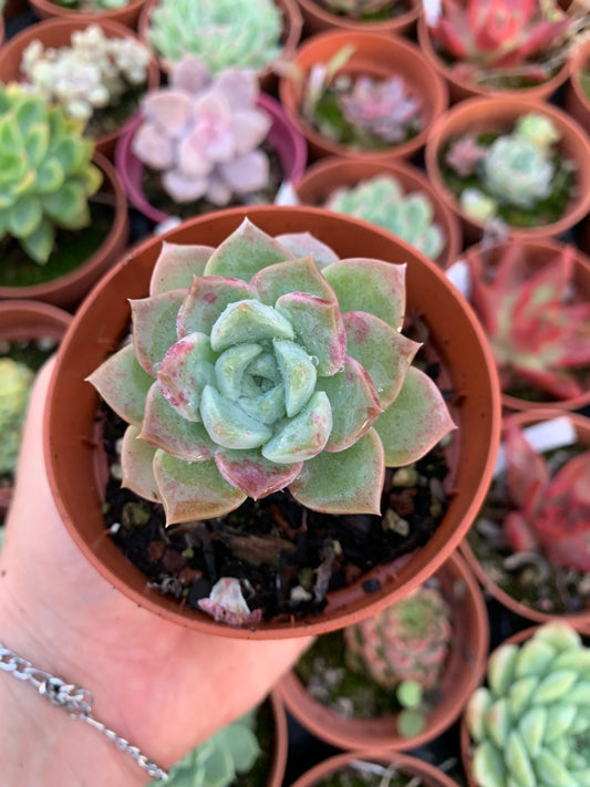 Echeveria  "Pink spot"