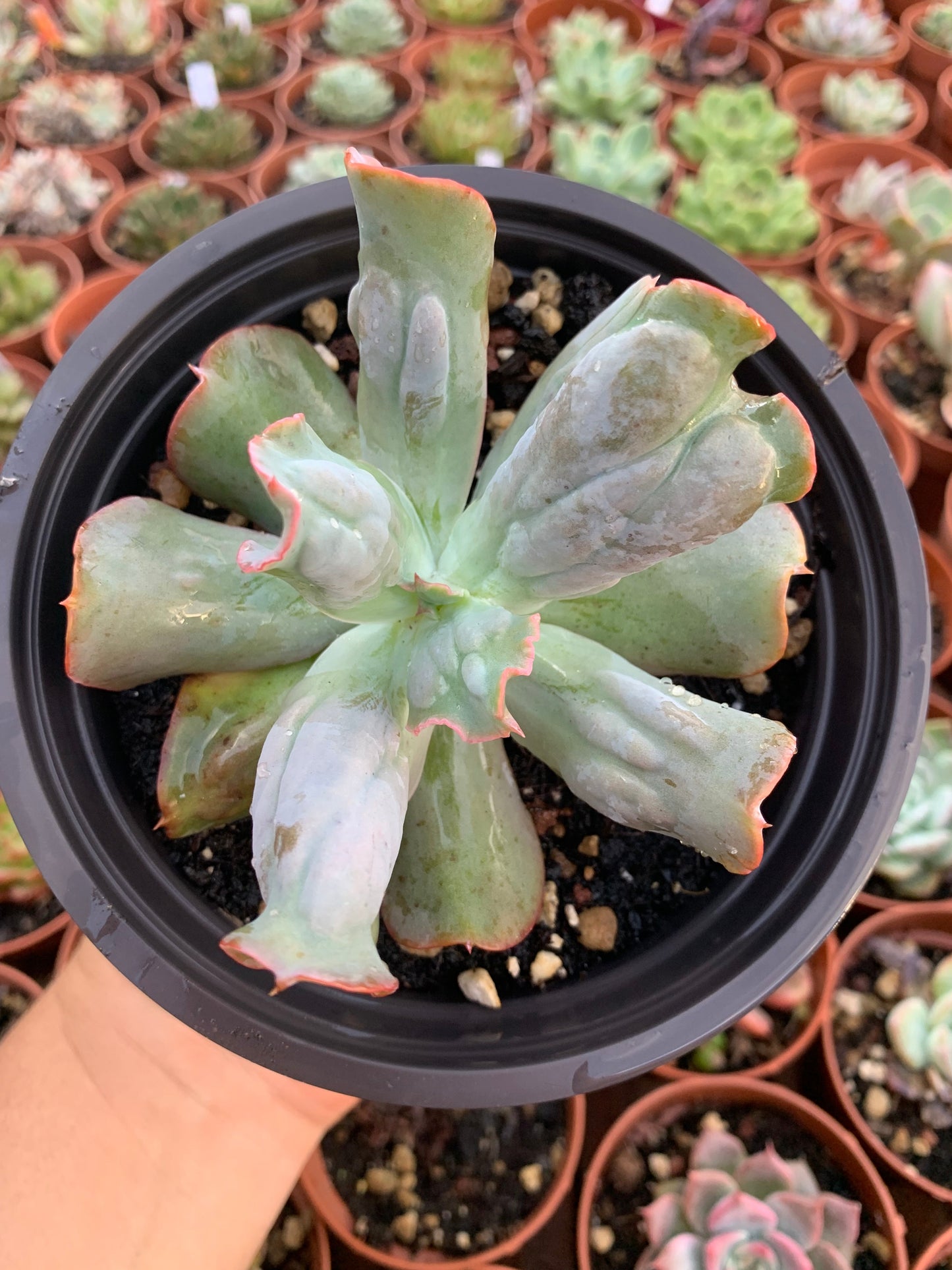 echeveria culibra succulent Echeveria "culibra" by Dick Wright – Succulovers