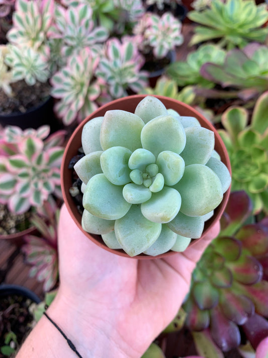 Echeveria „Kaviar“ Koreanisch