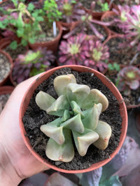 Echeveria „Madiba“, karankuliert vom Serrano-Kaktus