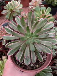 Aeonium "Ink Painting" variegado