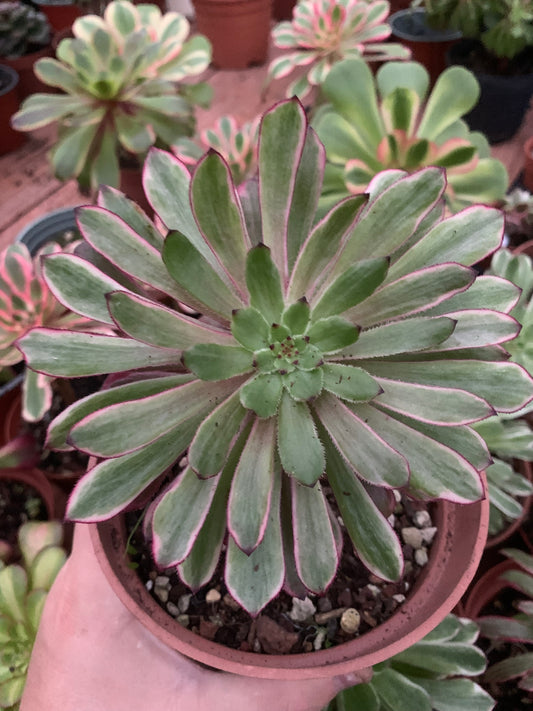 Aeonium „Tuschemalerei“ bunt