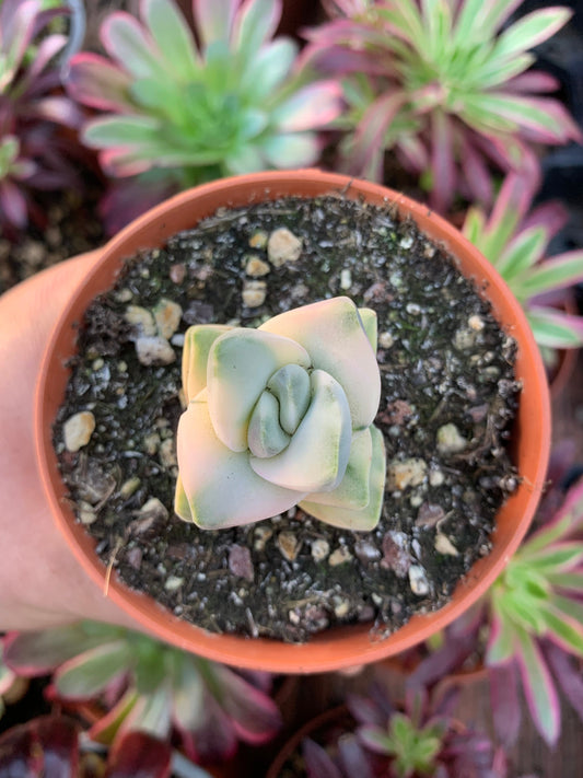 Crassula "Moonglow" variegada Korean