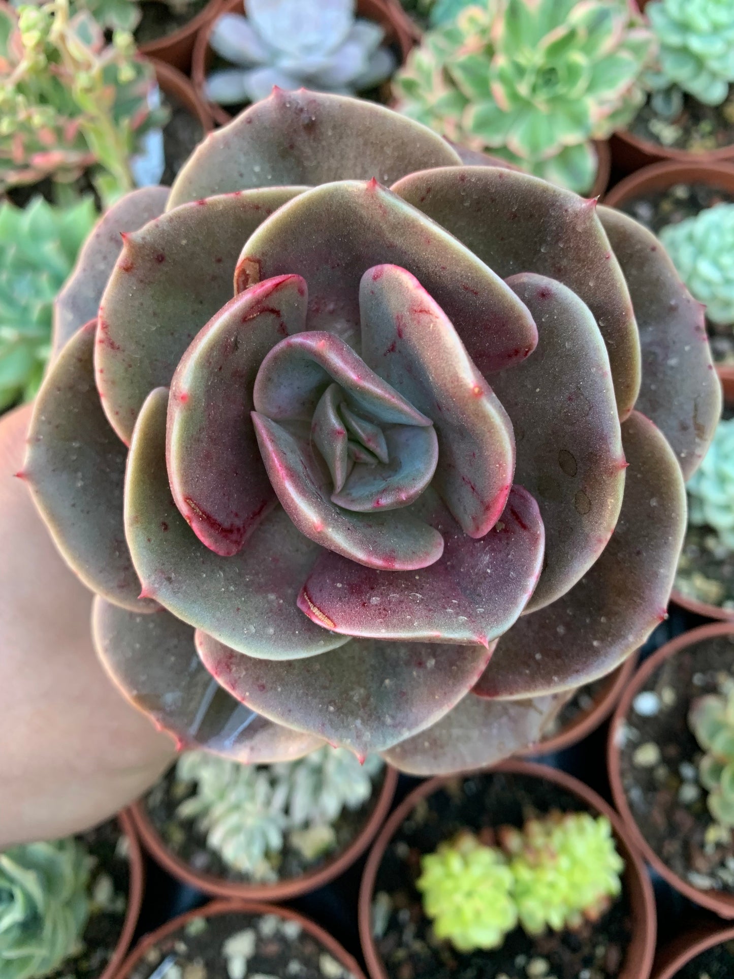 Echeveria "Dusty Rose" by Renee O'Connell