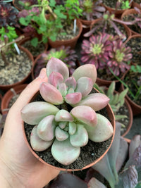 Graptoveria "Pink Donna"