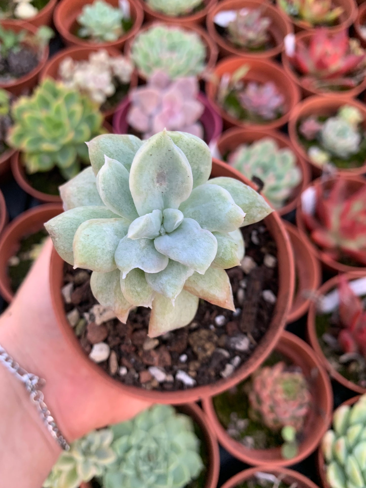 Graptoveria "Harry Watson" monstruosa Korean