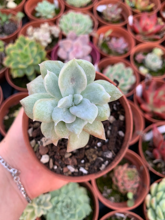 Graptoveria "Harry Watson" monstruosa Korean