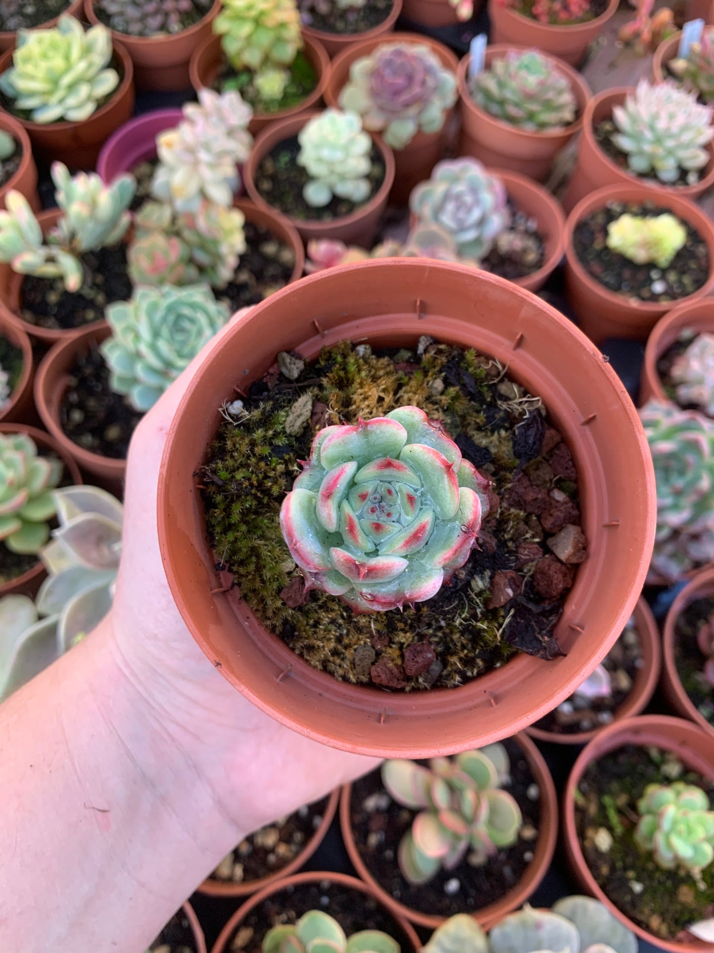 Echeveria "Marcel" Korean
