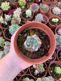 Echeveria "Marcel" Korean