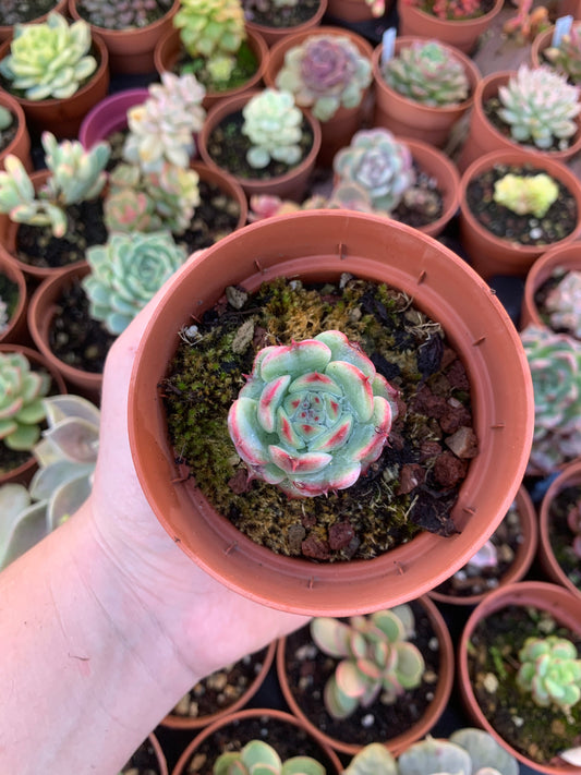 Echeveria "Marcel" Korean
