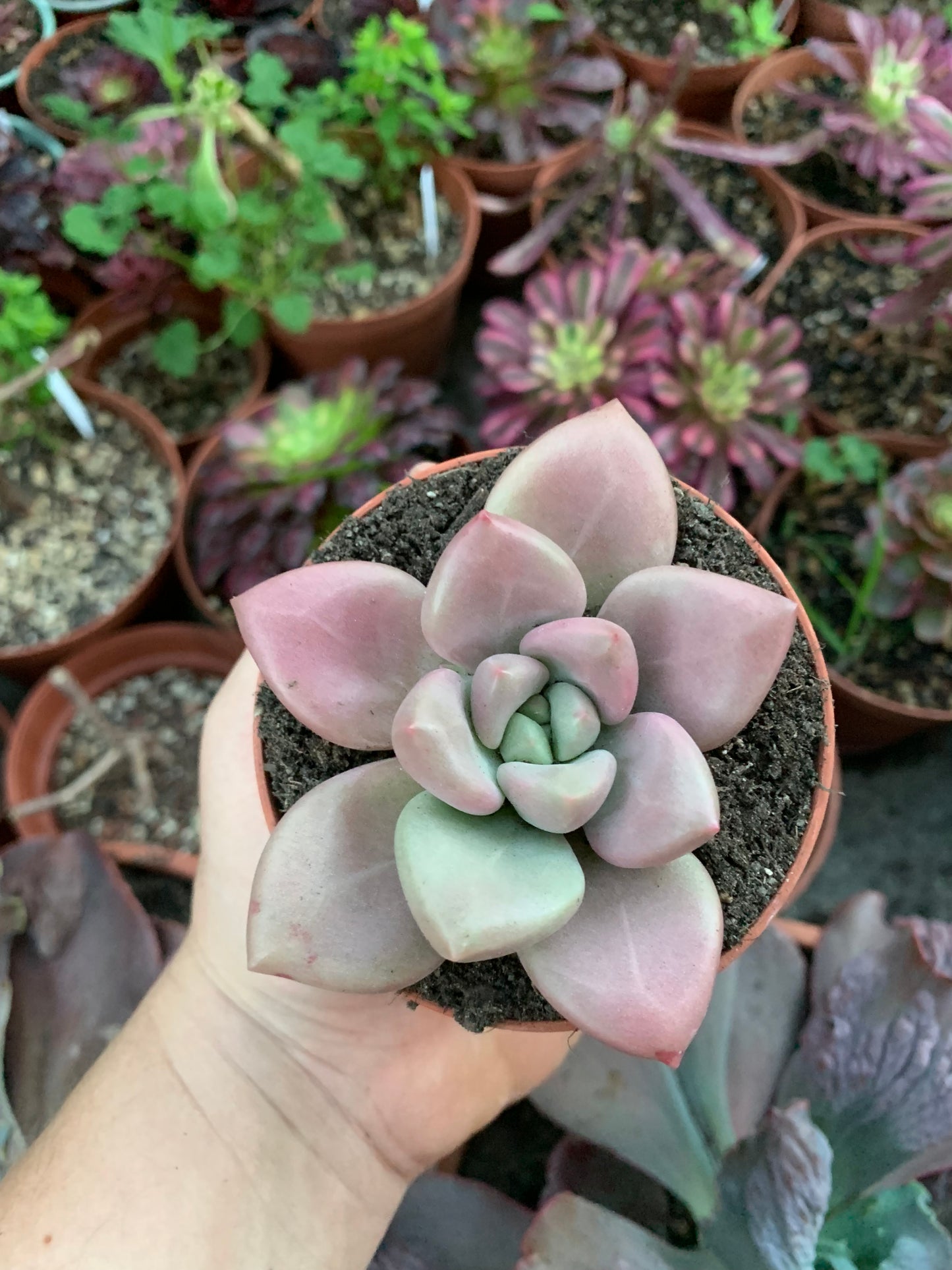 Graptoveria "Pink Donna"