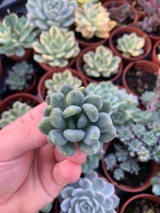 Pachyveria "Pachyphytoides Walth'' Variegata Korean Cutting
