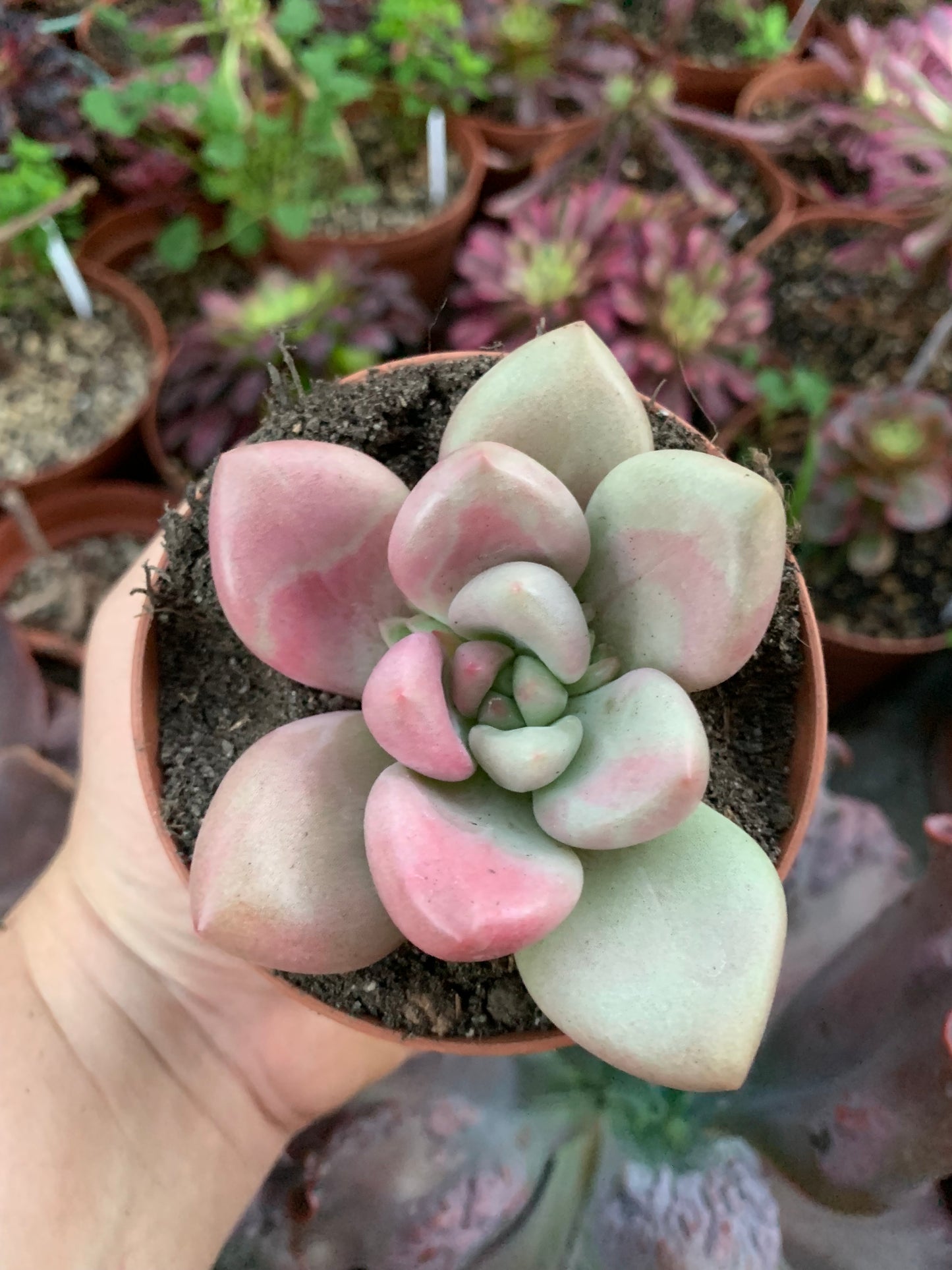 Graptoveria "Pink Donna"