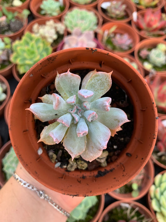 Echeveria "naso di maiale" coreano