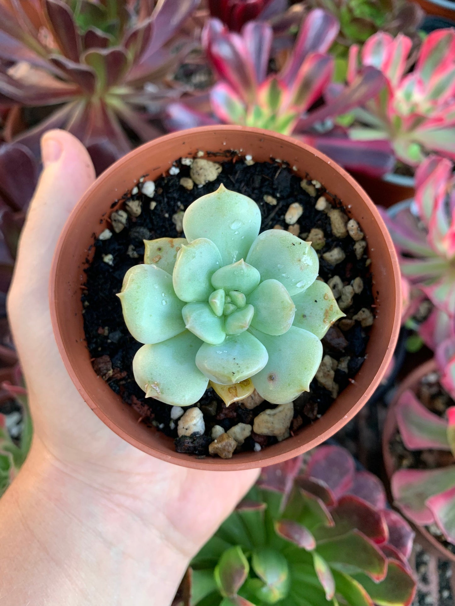 Echeveria „Windbeutel“ Koreanisch