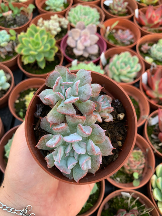 Echeveria "naso di maiale" coreano