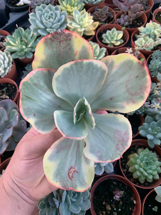 Echeveria "L'era glaciale" coreana variegata