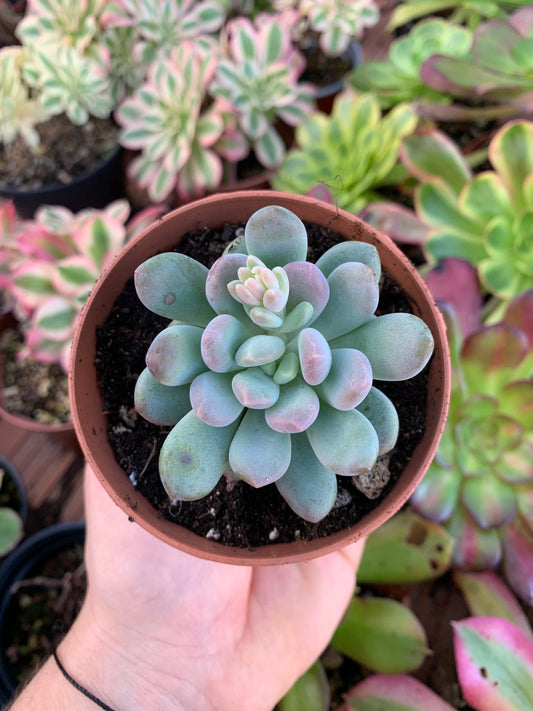 Pachyveria „Pachyphytoides“ Walth Korean