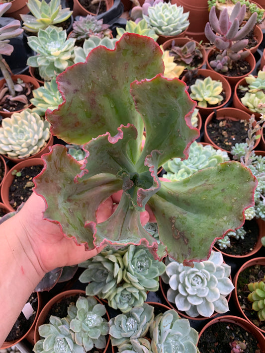 Echeveria "Regina Drago"