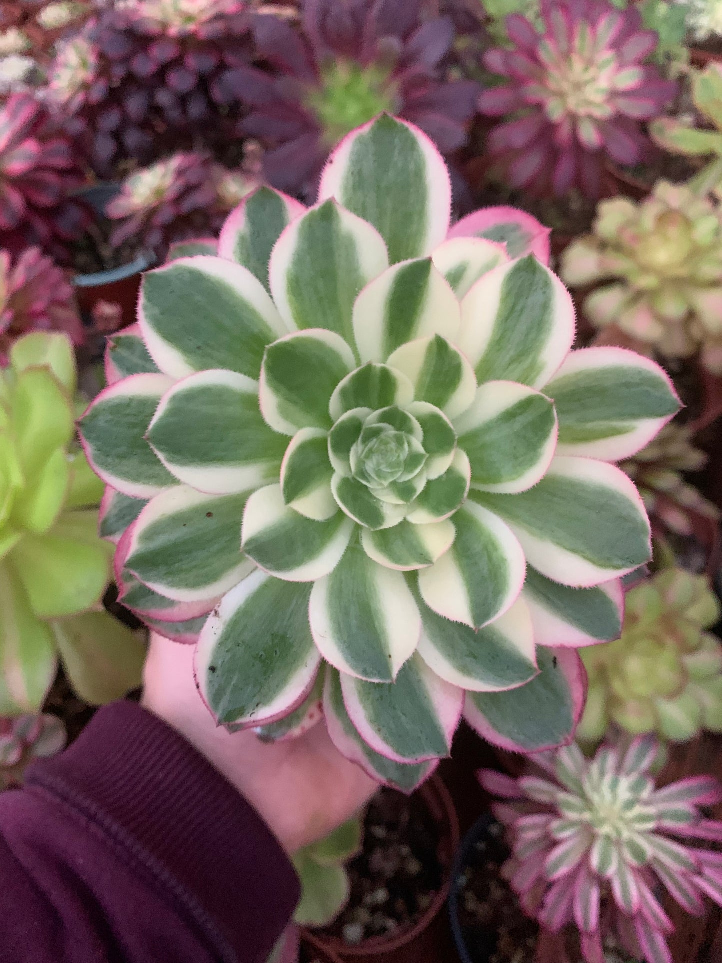 Aeonium "Phoenix Flame" bunt