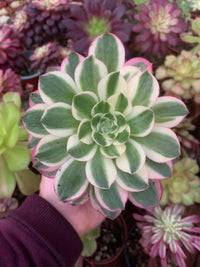 Aeonium "Phoenix Flame" bunt