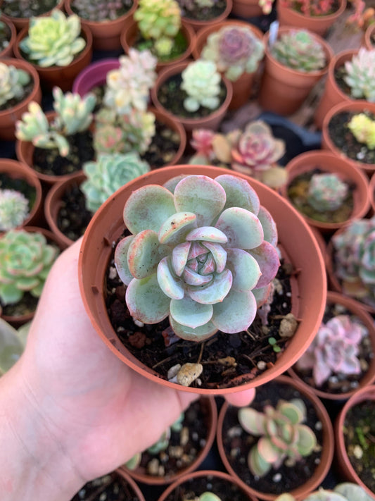 Echeveria "Soul Mint" (E. laui x E. lau026) Korean by Air Magic