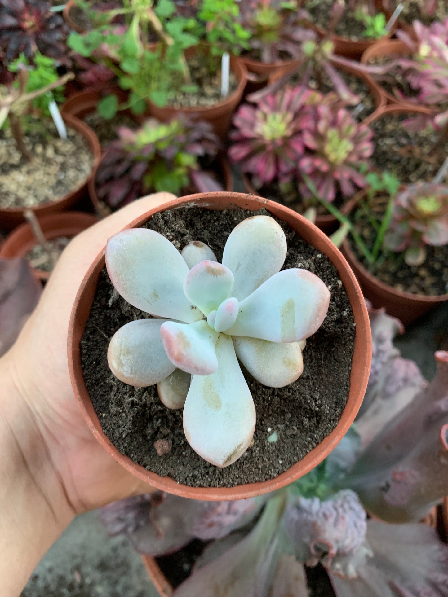Pachyveria "Laon" (E . laui x P. oviferum) Korean by Air Magic