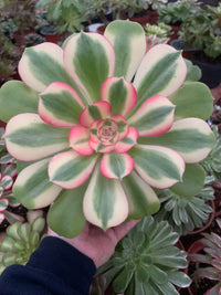 Aeonium "Pink Witch" variegado
