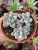 Graptopetalum "Ellen" Korean