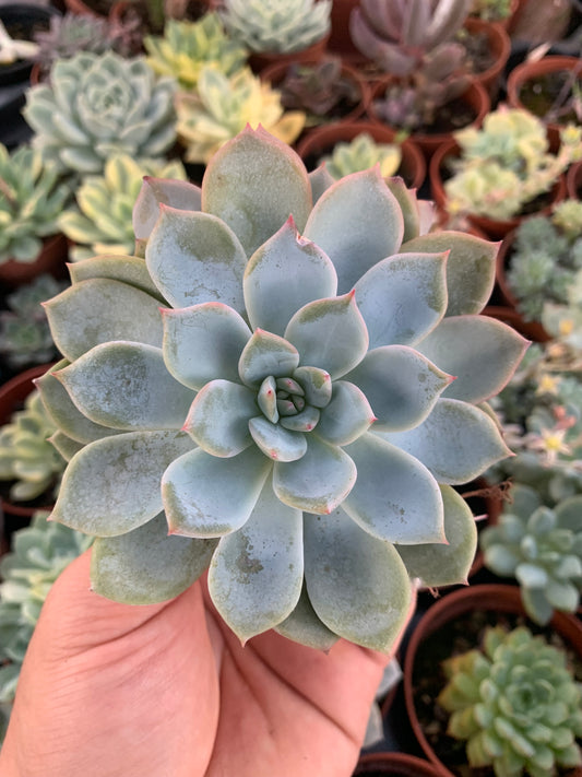 Echeveria "Red Power" coreano
