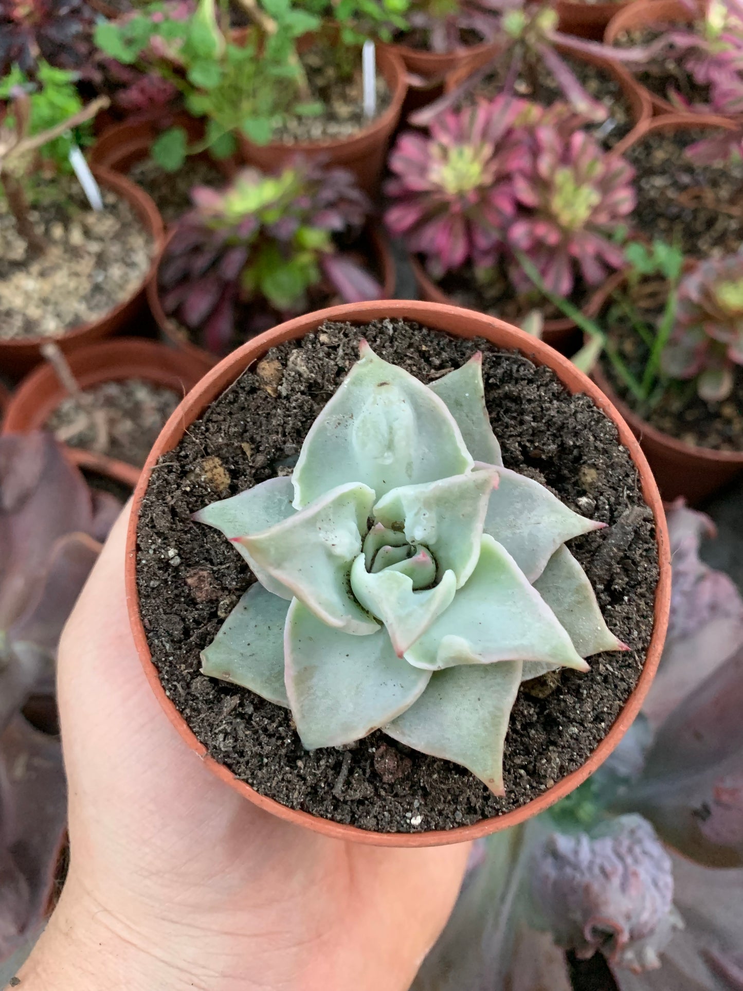 Echeveria „Madiba“, karankuliert vom Serrano-Kaktus