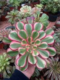Aeonium "Chanel" variegado