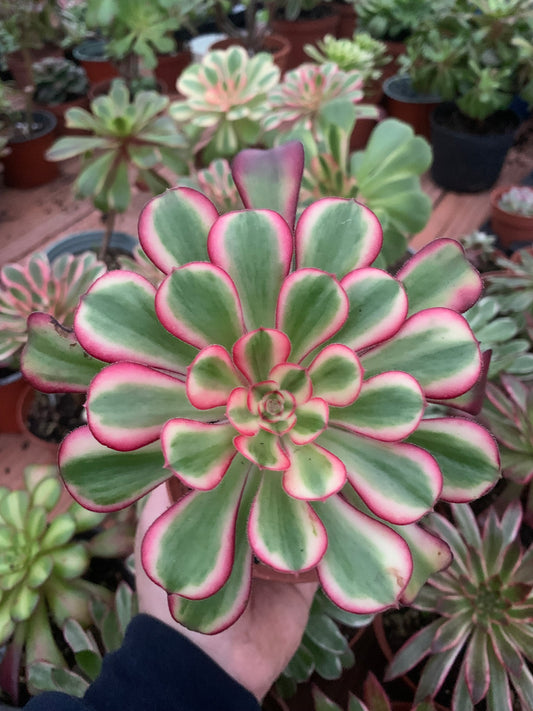 Aeonium „Chanel“ bunt