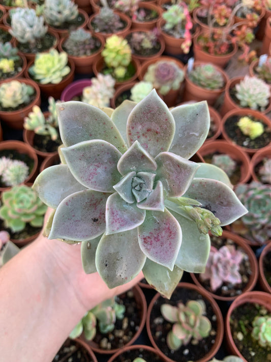 Graptopetalum paraguayense