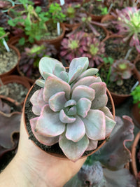 Graptoveria "Mrs Richards" Variegada Korean