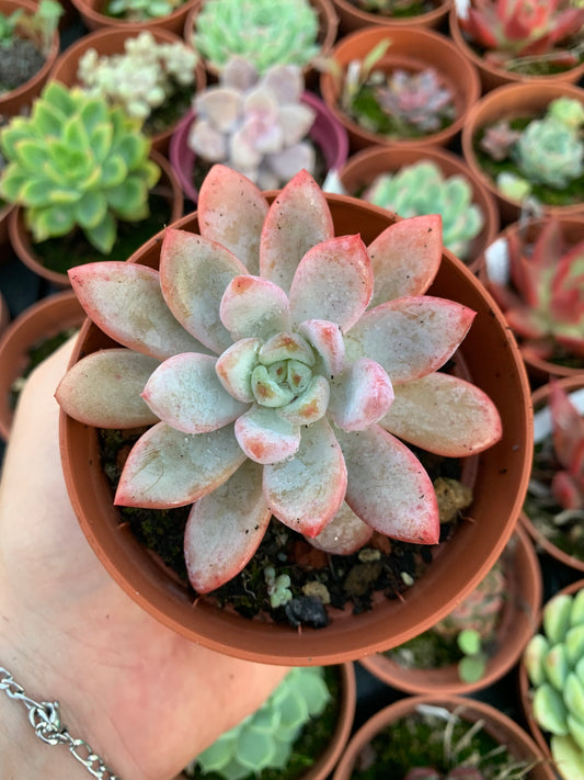 Echeveria "Snow Star"