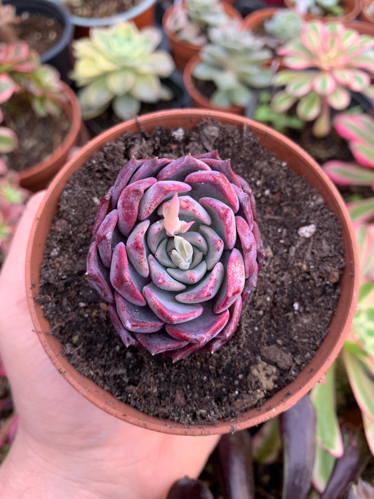 Echeveria "Nicole" Korean