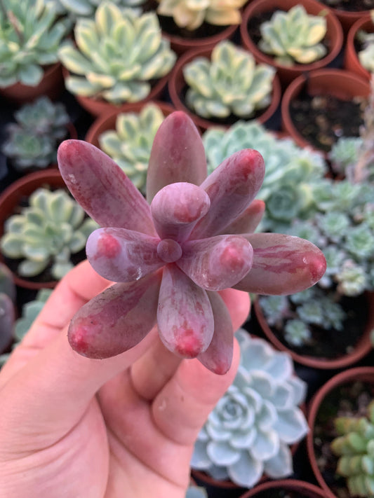 Echeveria "Tango" variegated Korean