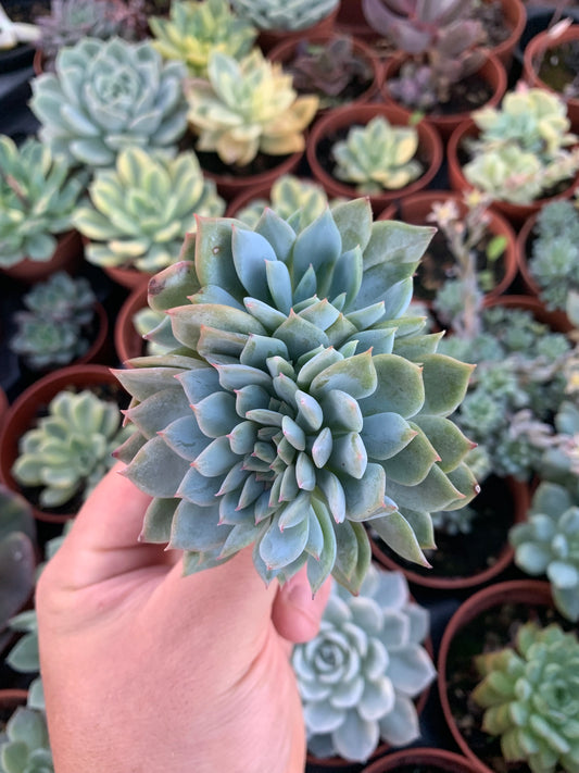 Echeveria "Red Power" coreano