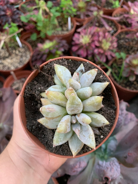 Echeveria tolimanensis hybrid