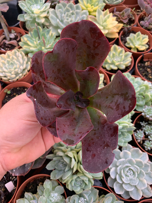 Echeveria "Regina Drago"