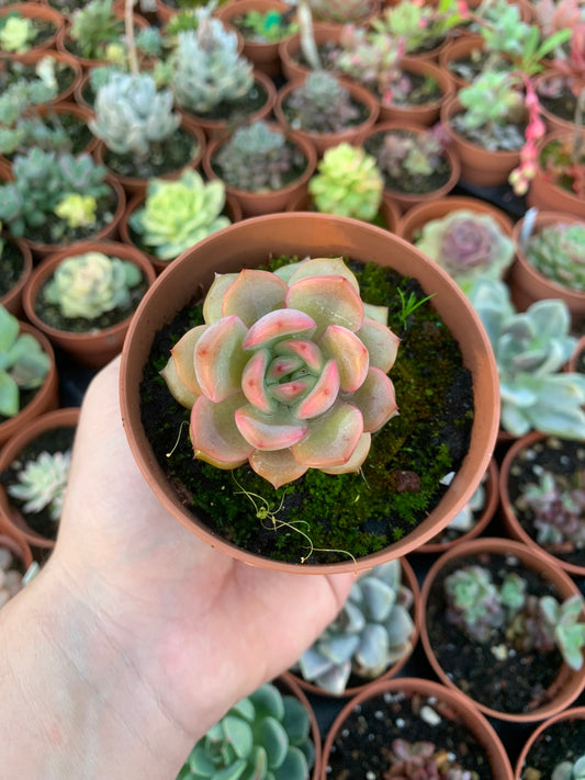Echeveria "Sugar Heart Velvet"