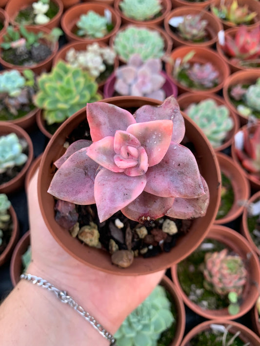 Graptoveria "Bainessi" variegada Korean