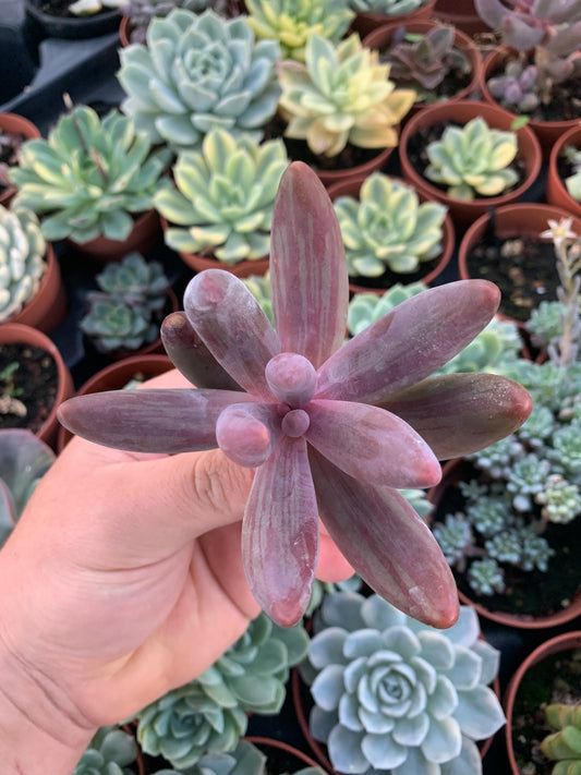 Echeveria "Tango" variegated Korean