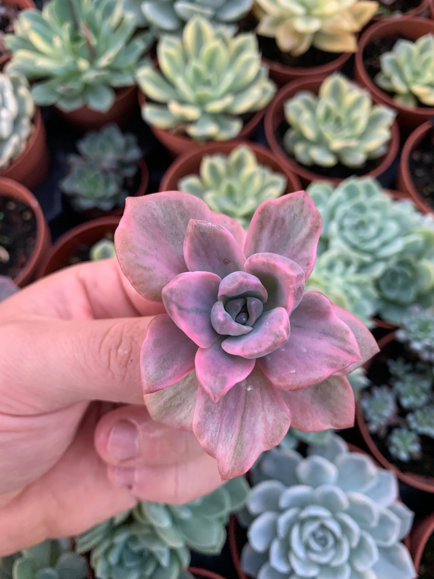 Graptoveria „Mrs Richards“ Buntes Koreanisch
