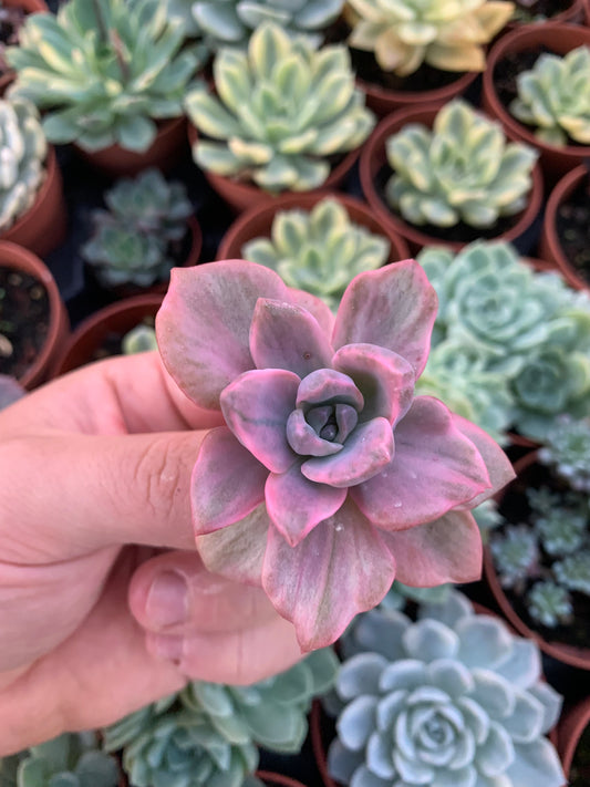 Graptoveria "Mrs Richards" Variegada Korean Cutting