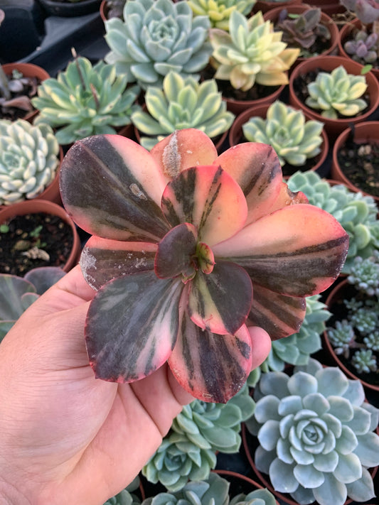 Echeveria "Prima Donna" Variegada Korean Cutting