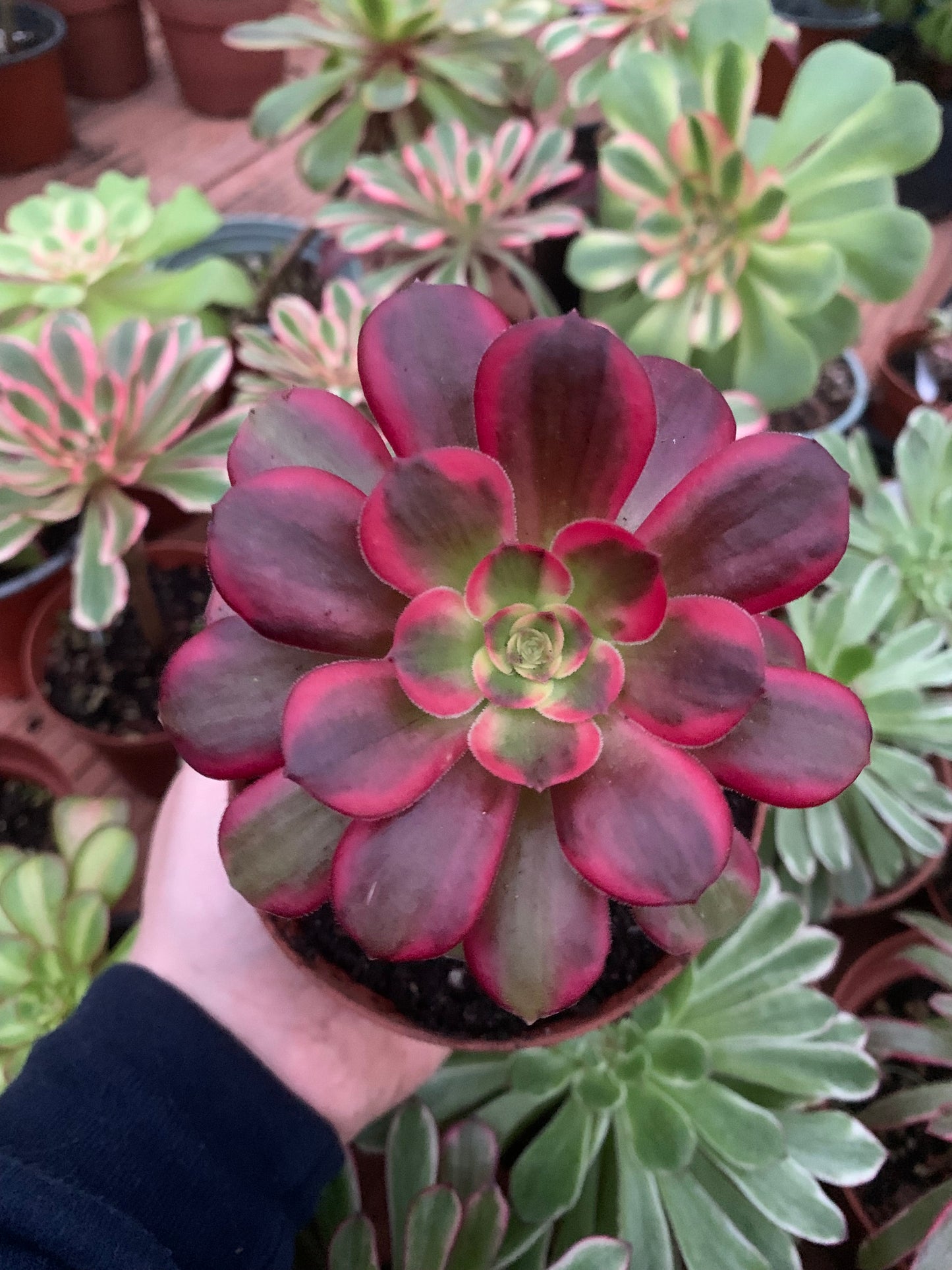 Aeonium "cornish rose" cv anna  variegado